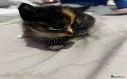 British Shorthair cats for sale: 4 gorgeous kittens for sale  - Image 3