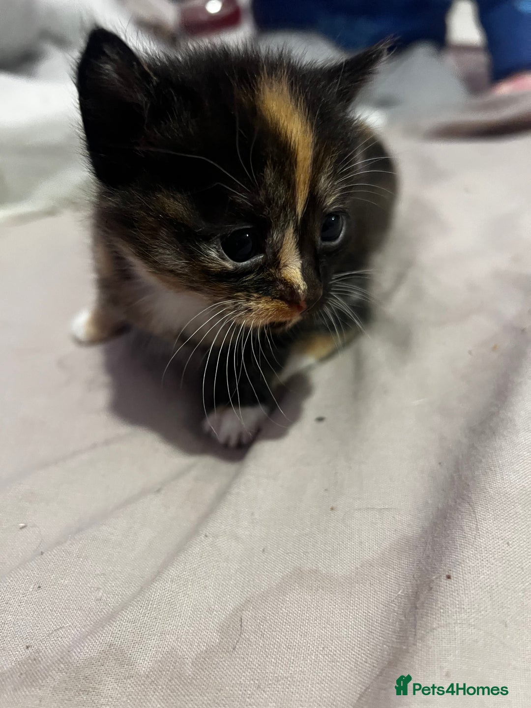 British Shorthair cats for sale: 4 gorgeous kittens for sale  - Image 3