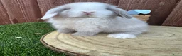 Mini Lop rabbits for sale: Beautiful purebred mini lops ready to reserve  - Advert 15