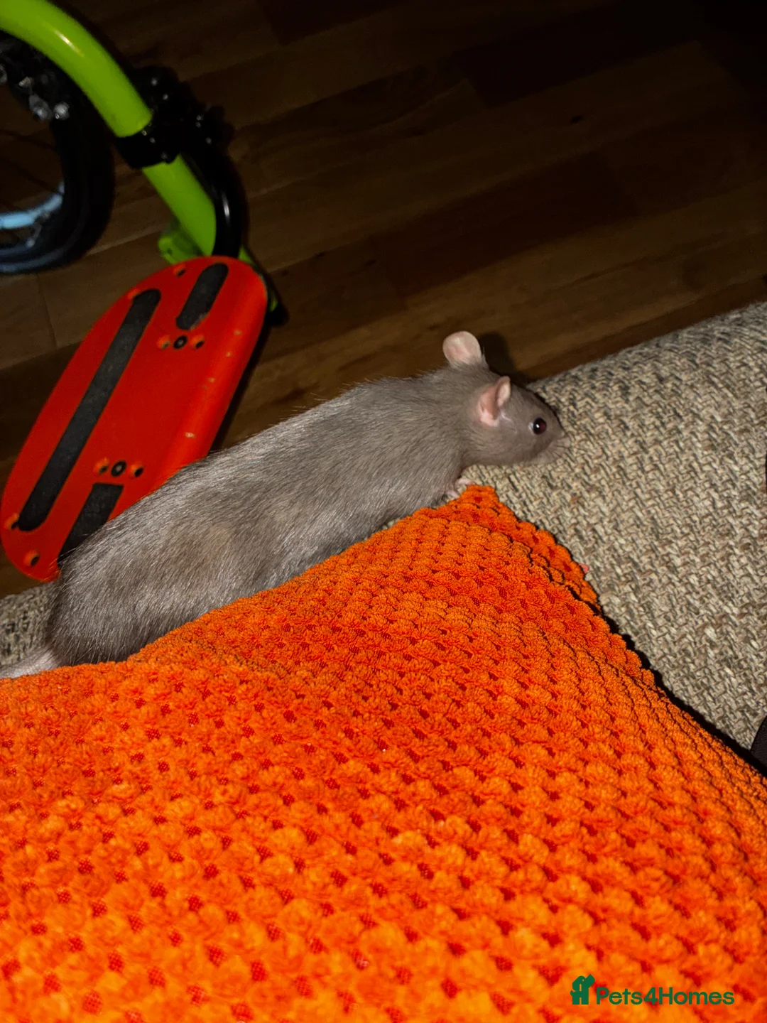 Rat rodents for sale: 2 female rats and 3 tier cage and accessories  in Hartlepool - Advert 2