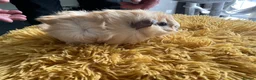 Guinea Pig rodents for sale: Georgeous Piggles - Advert 9