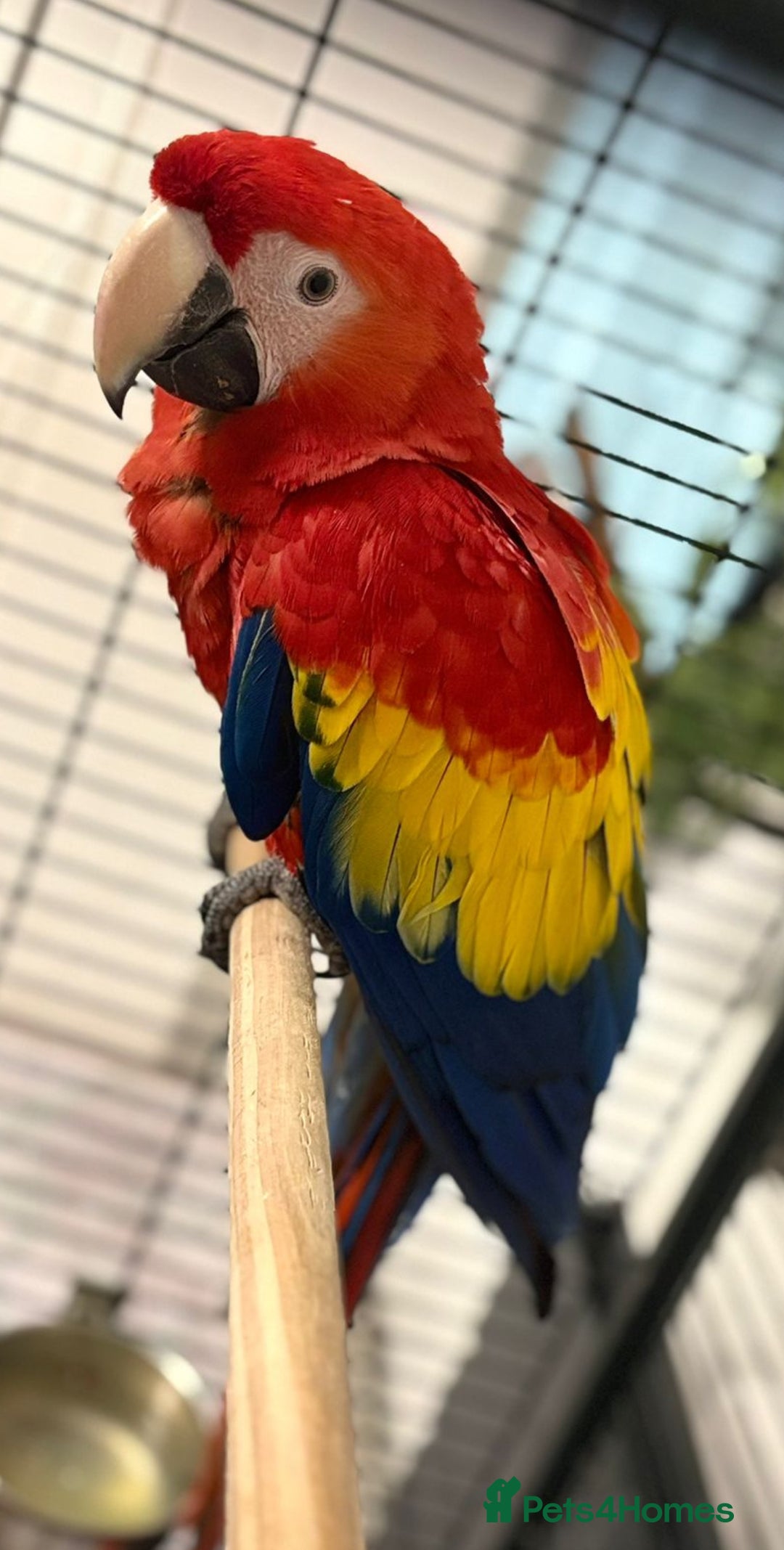 Macaws birds for sale: BABY MALE SCARLET MACAW WITH CITIES AND DNA PAPERS - Image 7