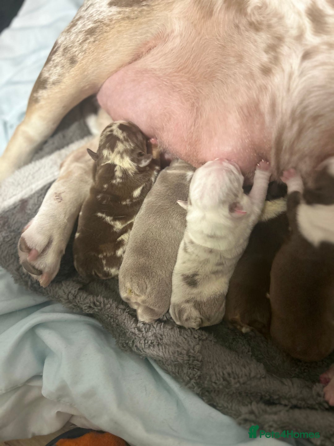 English Bulldog dogs for sale: QC puppies  - Image 2