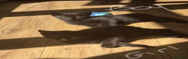 Domestic Shorthair 3
