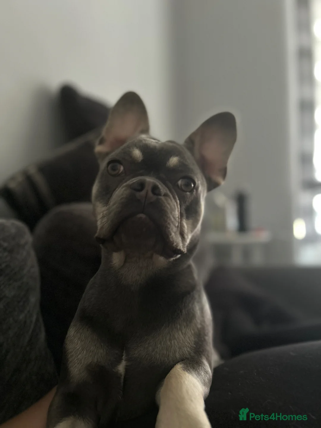 French Bulldog dogs for sale: 3 year old female French bulldog  - Advert 5