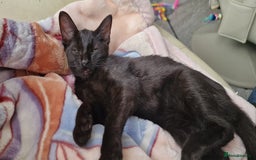 Sphynx cats for sale: Black sphynx. - Image 2