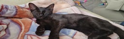 Sphynx cats for sale: Black sphynx. - Advert 2