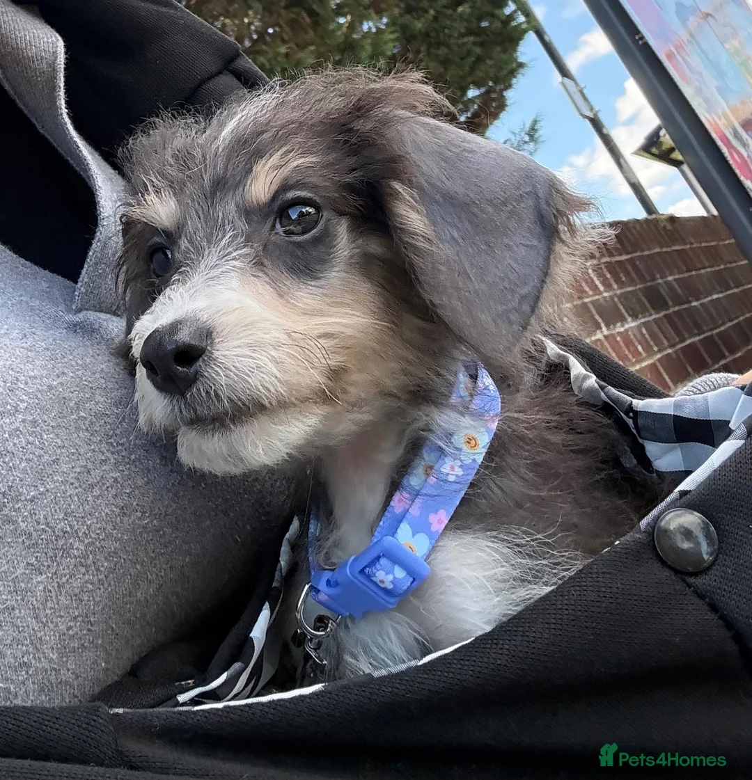 Cockapoo dogs for sale: Stunning Mini Cockapoo for sale - Advert 2