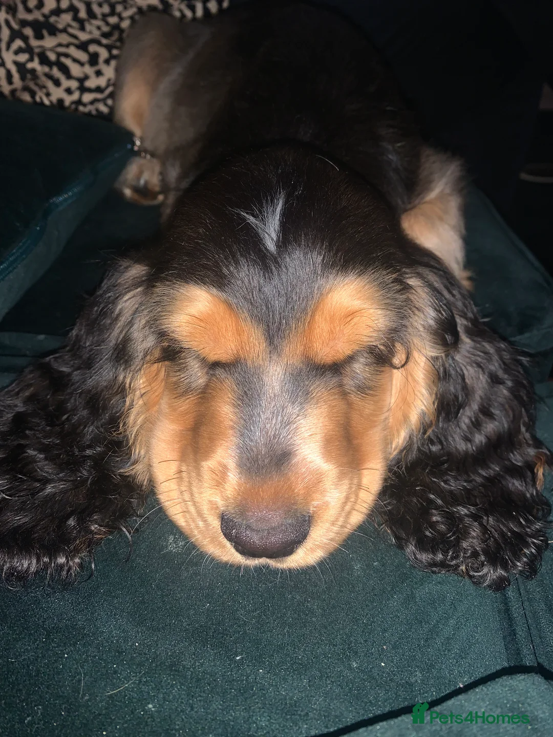 Cocker Spaniel dogs for stud: Cocker Spaniel male for stud - Advert 18