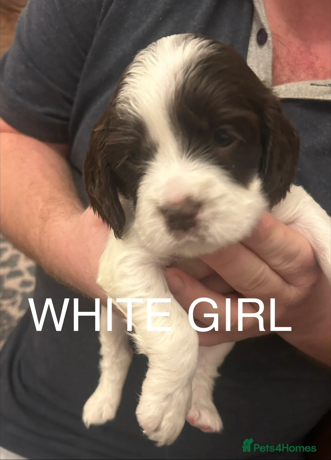 Sprocker dogs for sale: Sprocker Spaniel Puppies - Advert 4