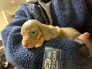 Miniature Dachshund dogs Beautiful Mini Dachshund puppies - Advert 6