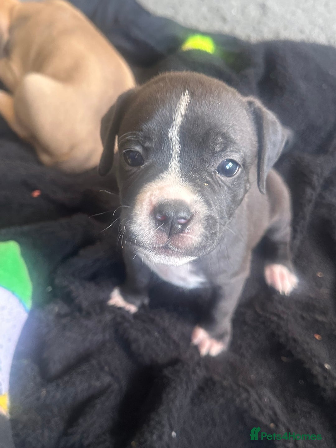 Mixed Breed dogs for sale: Pups for sale - Image 8