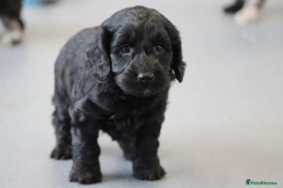 Cockapoo dogs for sale: F1 Cockapoo puppies for sale! - Advert 16