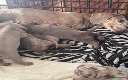 Miniature Dachshund dogs for sale: Gorgeous Miniature Daschunds  - Image 16