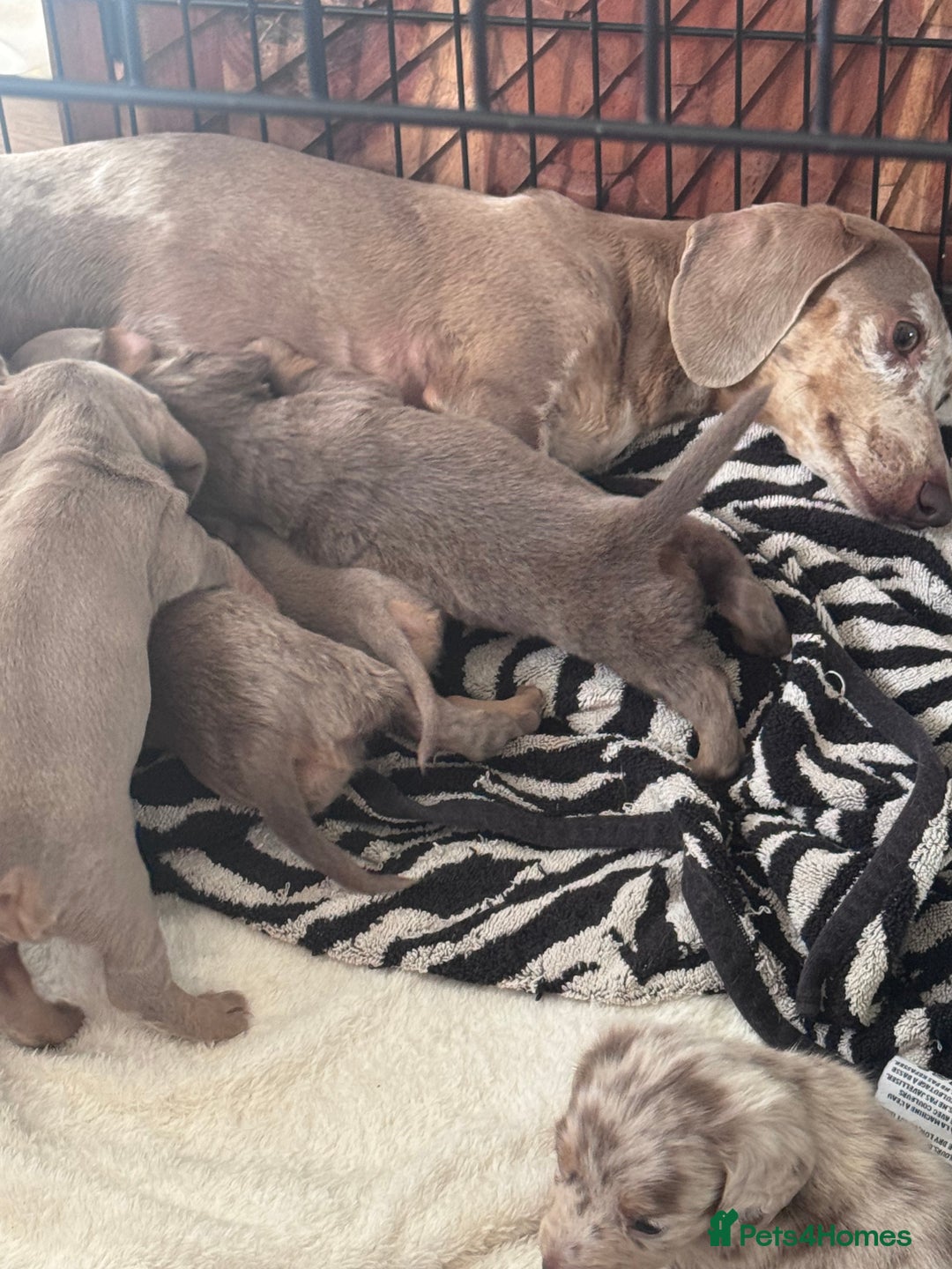Miniature Dachshund dogs for sale: Gorgeous Miniature Daschunds  - Image 16