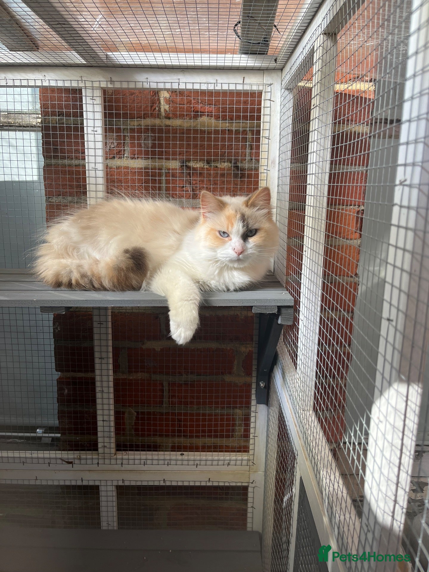 Ragdoll cats Ragdoll looking for a new home  - Advert 7