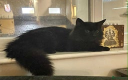 Norwegian Forest Cat cats for sale: Four Year old Norwegian Forest Cat For Sale - Image 4