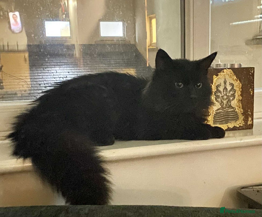 Norwegian Forest Cat cats for sale: Four Year old Norwegian Forest Cat For Sale - Image 4