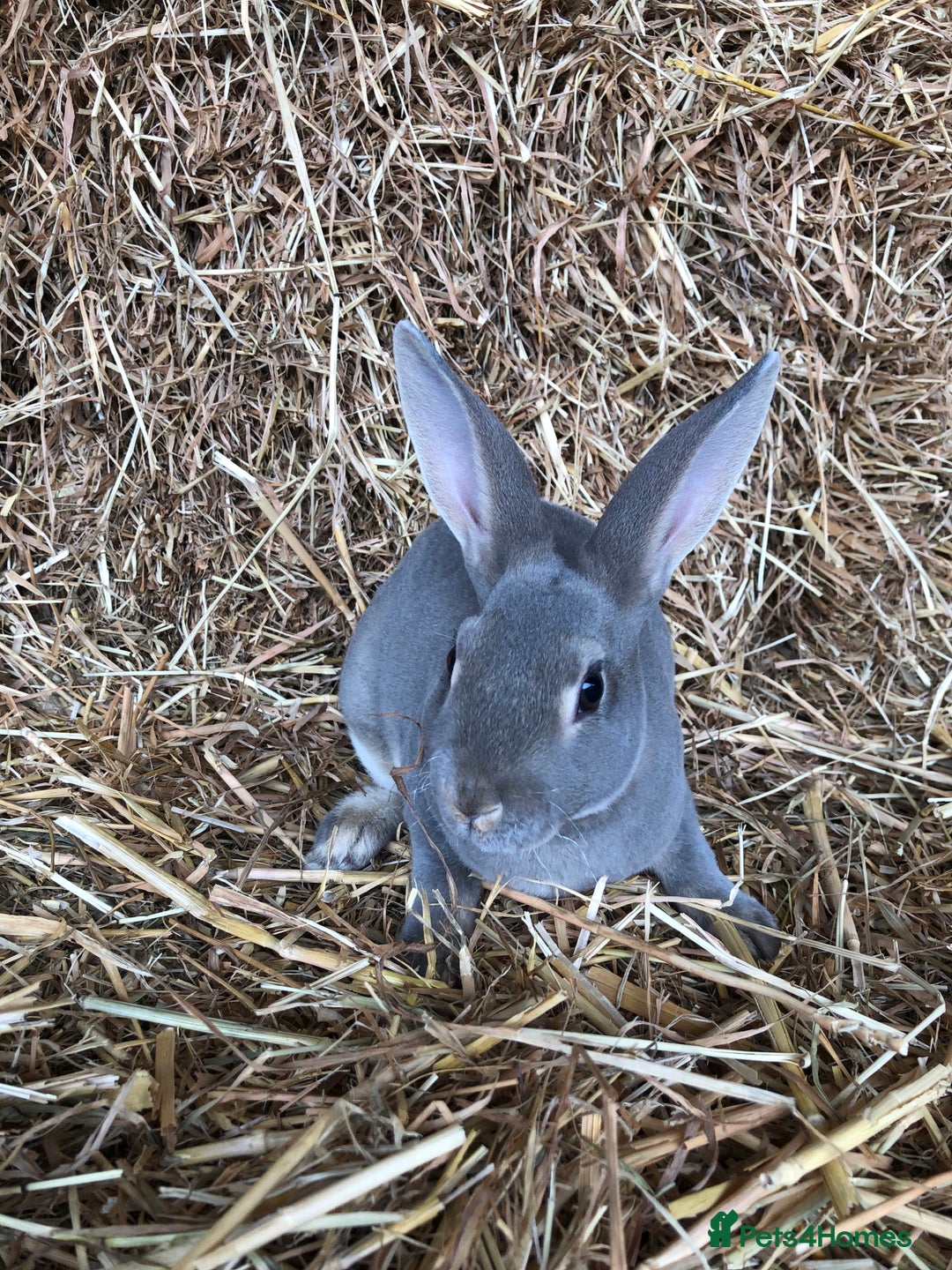 Rex rabbits for sale: Beautiful Purebred Velvet Mini Rex babies  - Image 28