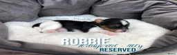 Yorkshire Terrier dogs for sale: Beautiful Litter of Six Biewer Terriers! - Advert 10