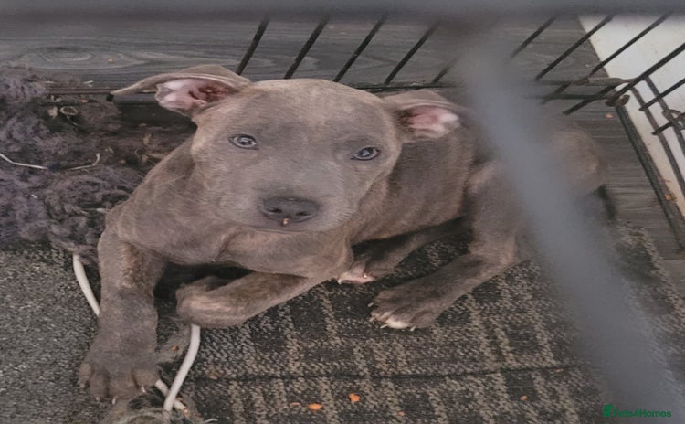 Staffordshire Bull Terrier dogs - Advert 1