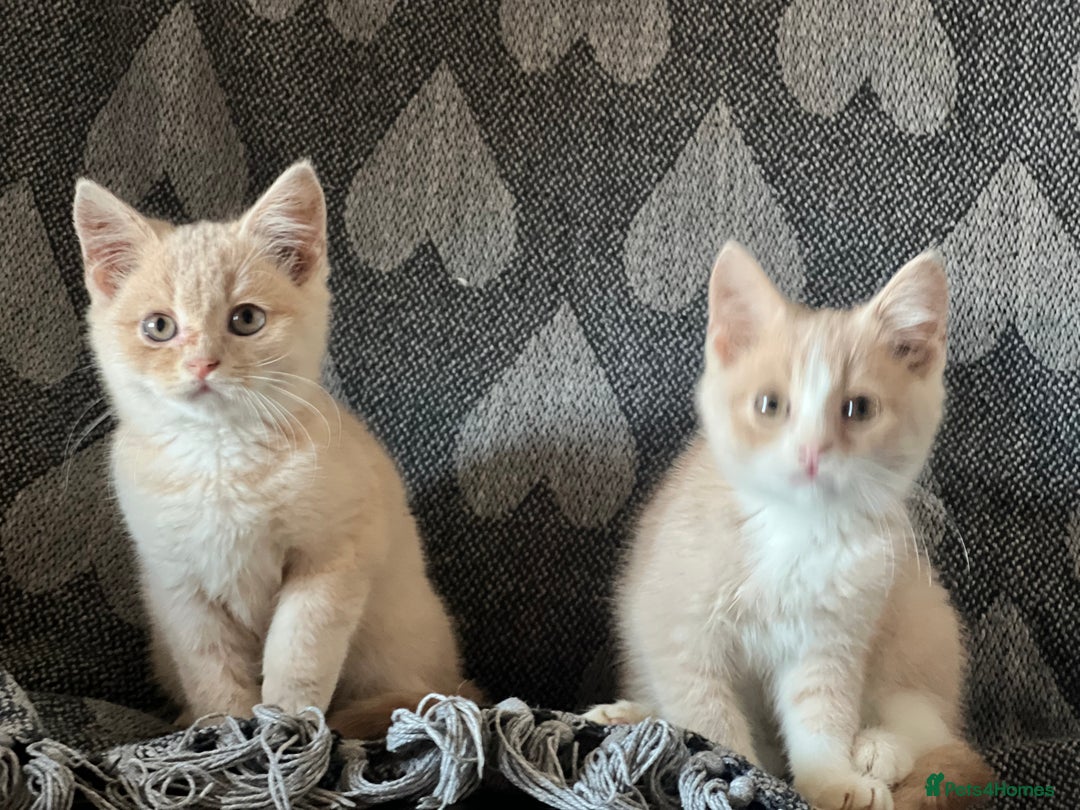 British Shorthair cats for sale: Beautiful British shorthair kittens  - Advert 6