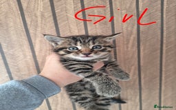 Mixed Breed cats for sale: Beautiful kittens  - Advert 2