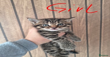 Mixed Breed cats Beautiful kittens  - Advert 2