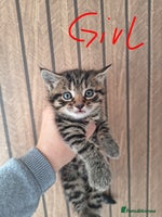 Mixed Breed cats Beautiful kittens - Advert 3