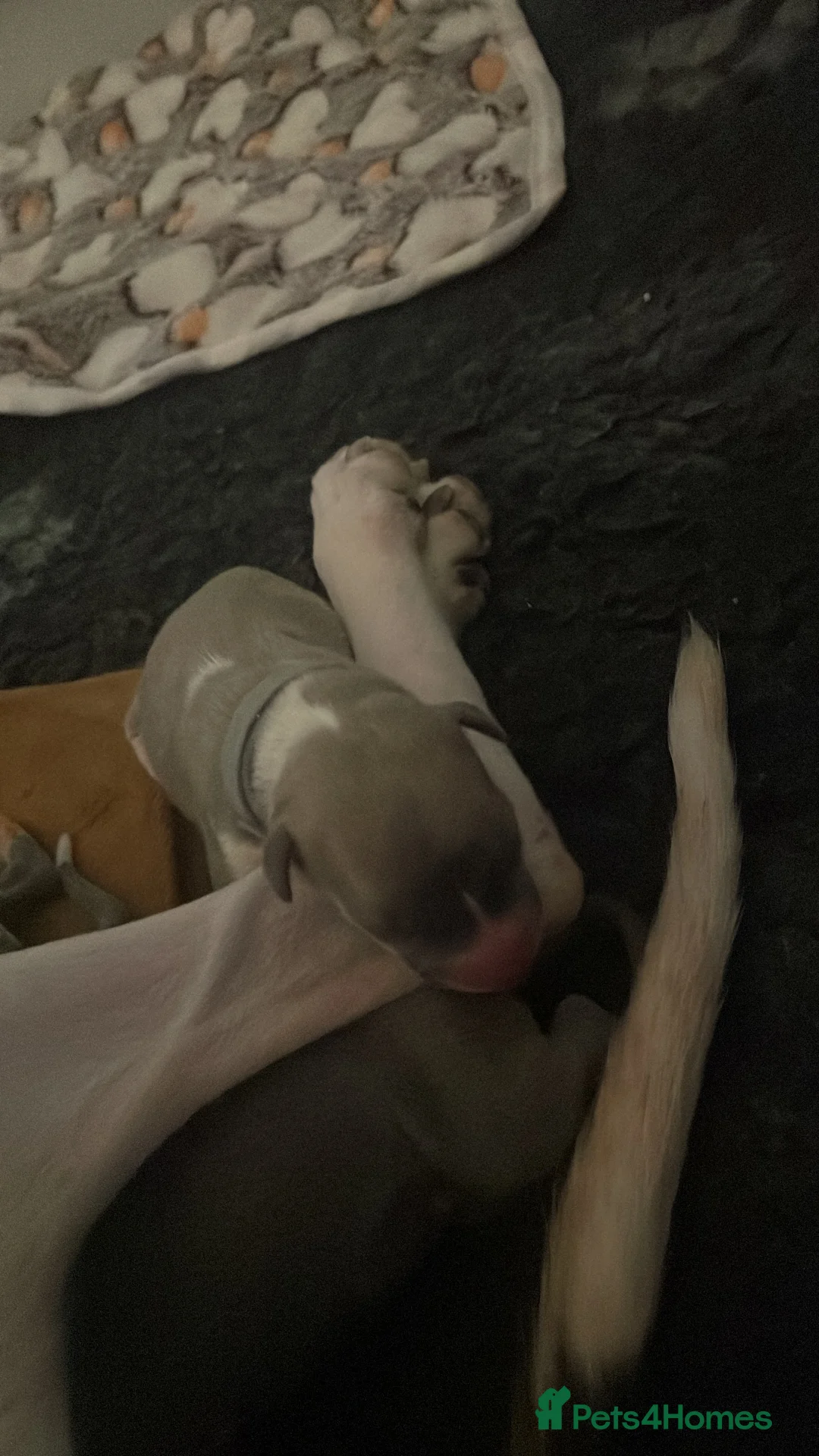 Whippet dogs for sale: KC whippet puppies for sale - Advert 11