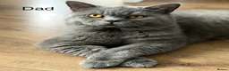 British Shorthair cats for sale: Beautiful British shorthair  in Nuneaton - Advert 7