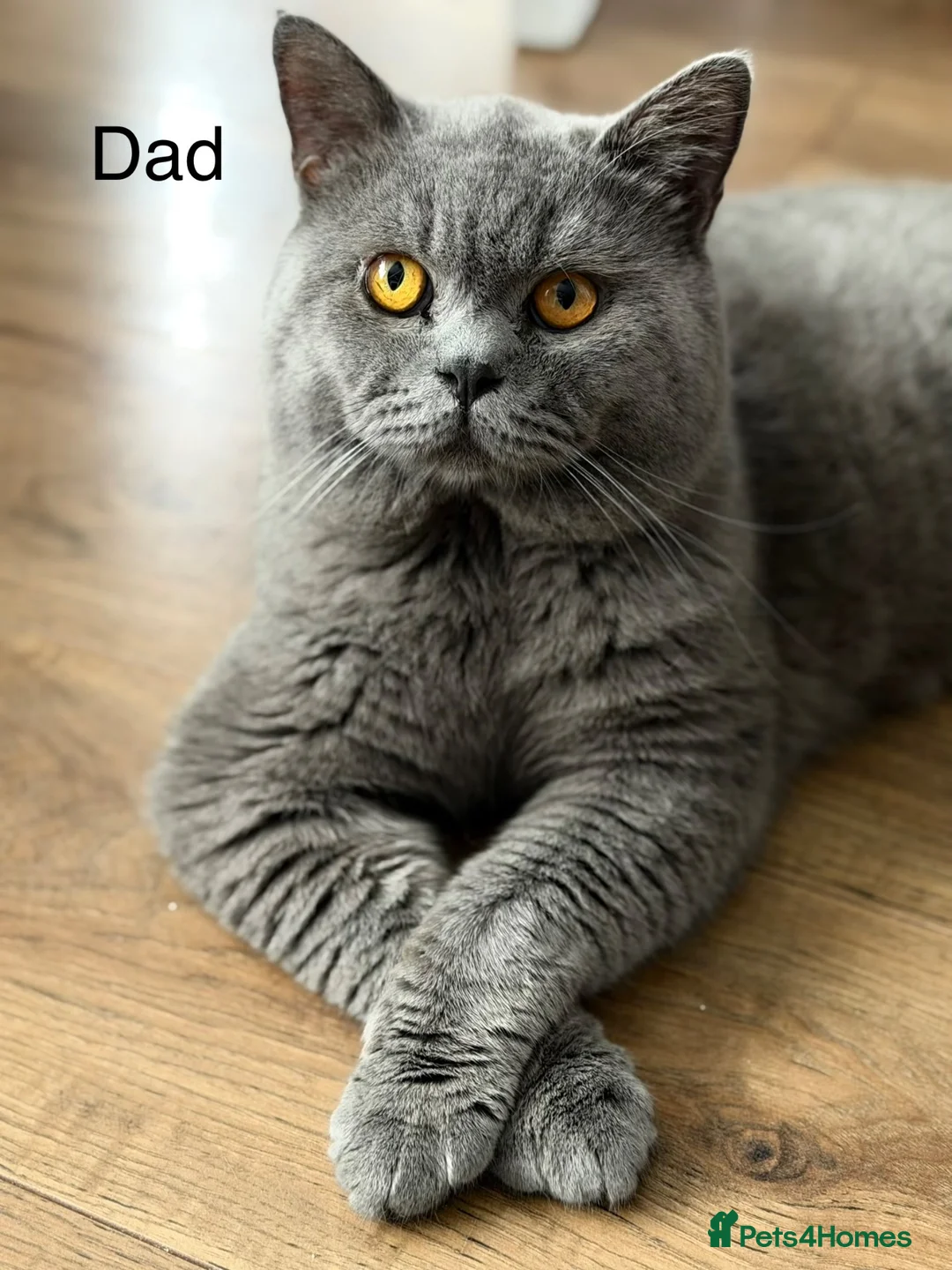 British Shorthair cats for sale: Beautiful British shorthair  in Nuneaton - Advert 7