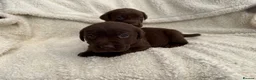Labrador Retriever dogs for sale: Chocolate Labrador Puppies - Advert 21
