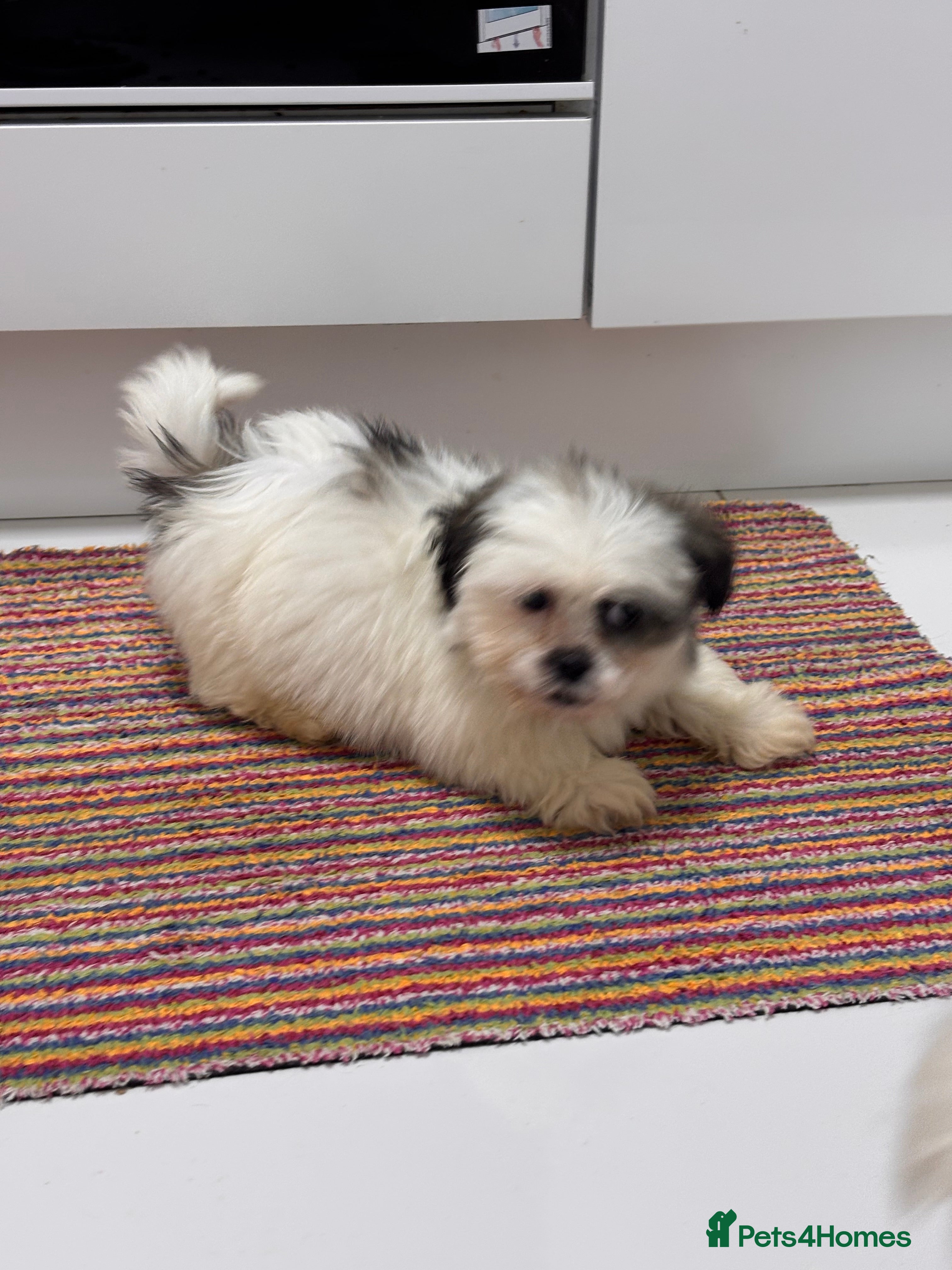 Shih Tzu dogs 4 adorable Shih Tzu puppies for sale - Advert 1