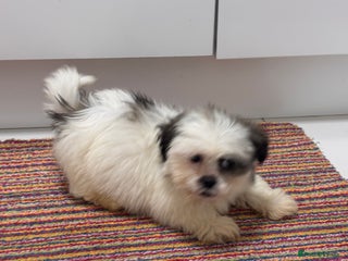 Shih Tzu dogs 4 adorable Shih Tzu puppies for sale - Advert 1