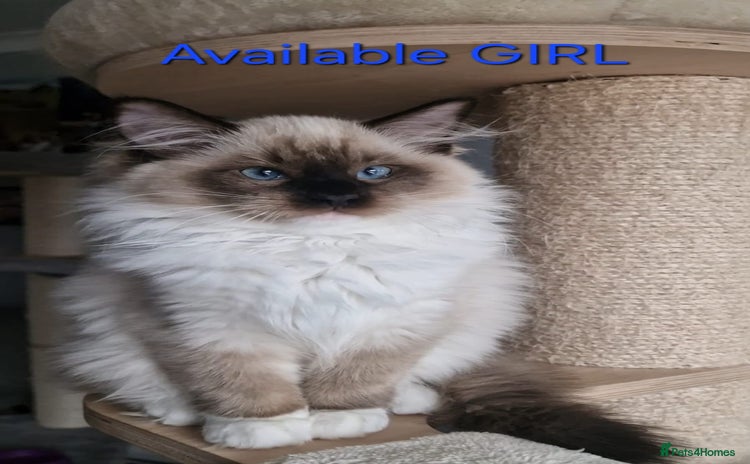 Ragdoll cats - Advert 1