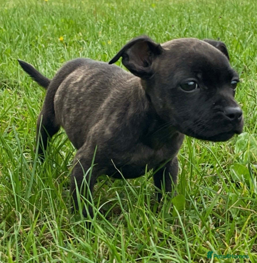 Staffordshire Bull Terrier dogs Beautiful blue black brown brindle SBT🔥❤️🔥 - Advert 1