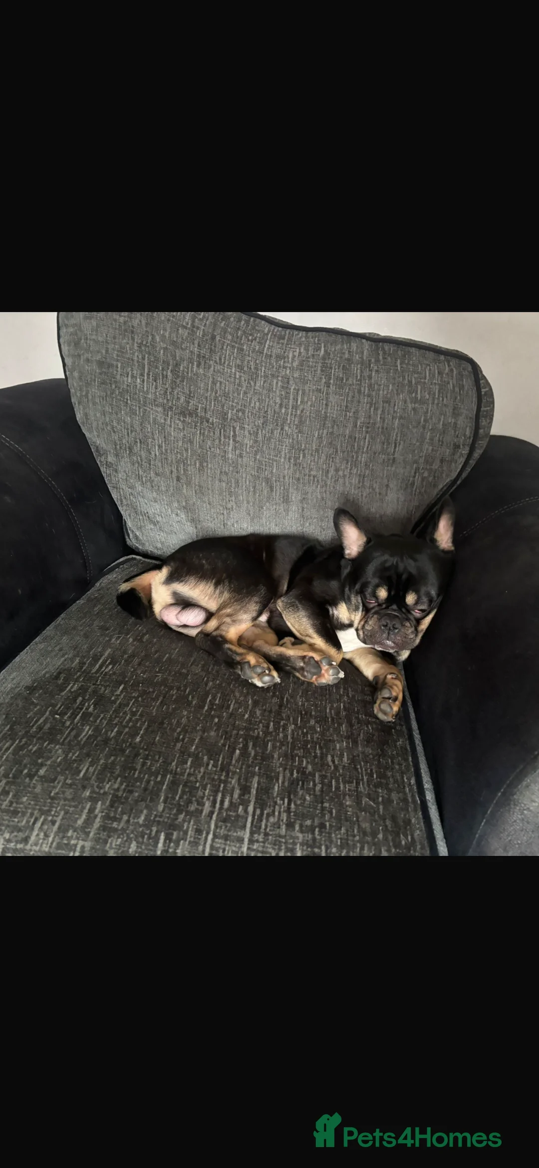 French Bulldog dogs for sale: Affectionate 1yr Old Frenchie Genuine Home Wanted - Advert 1