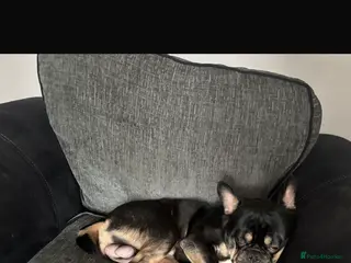 French Bulldog dogs Affectionate 1yr Old Frenchie Genuine Home Wanted - Advert 4
