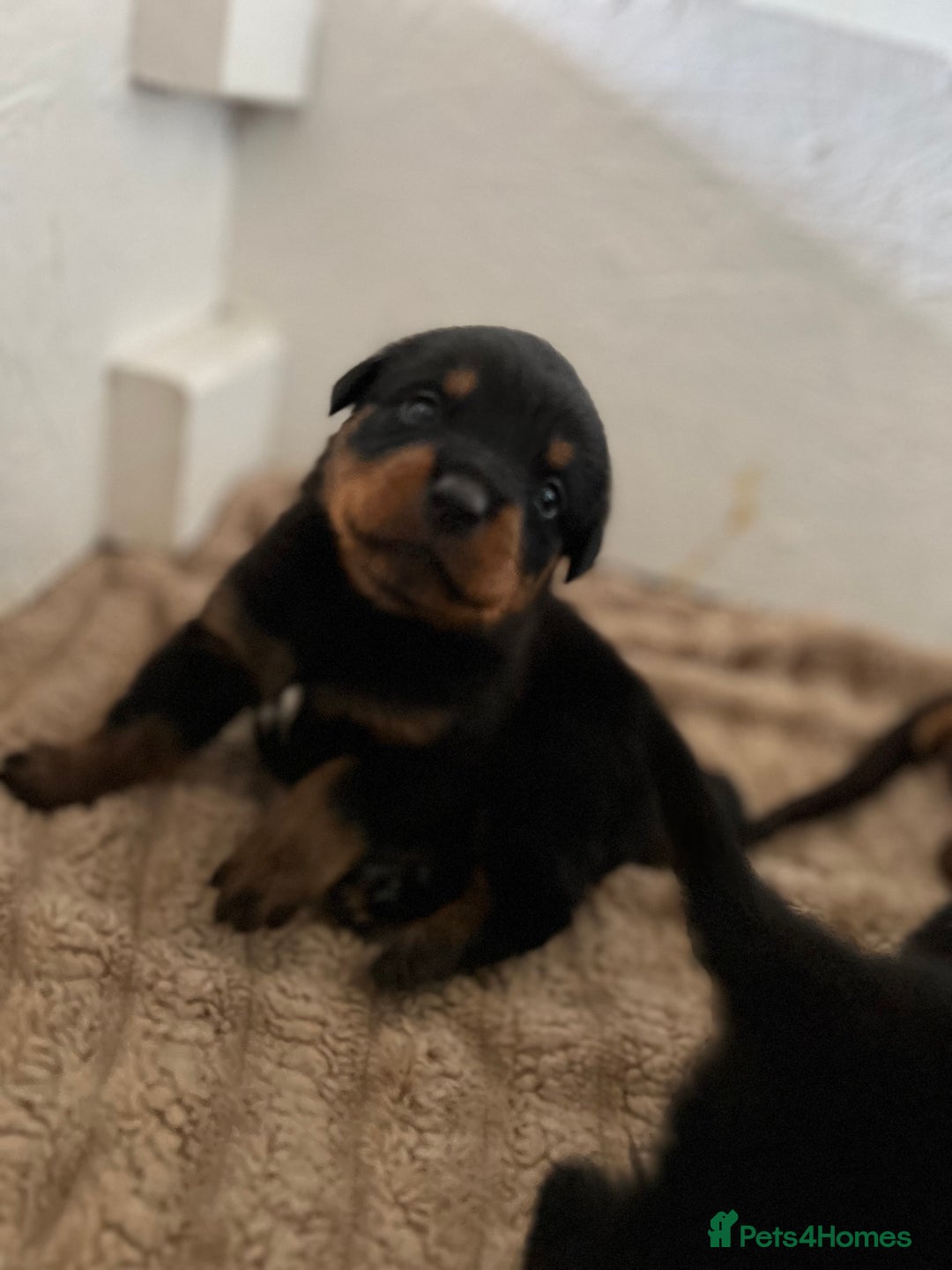 Rottweiler dogs for sale: LAST PUPS REMAINING. READY TO LEAVE  - Image 22
