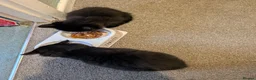 Mixed Breed cats for sale: Kittens and mum for free ready to go now - Advert 3