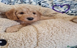 Labradoodle dogs for sale: Gorgeous miniature labradoodle puppies. - Image 15