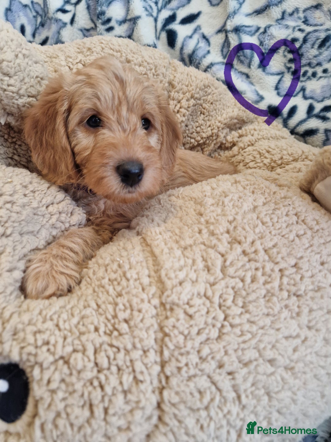 Labradoodle dogs for sale: Gorgeous miniature labradoodle puppies. - Image 15