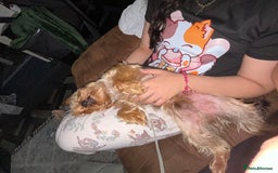 Yorkshire Terrier dogs for sale: Yorkshire terrier  - Image 4