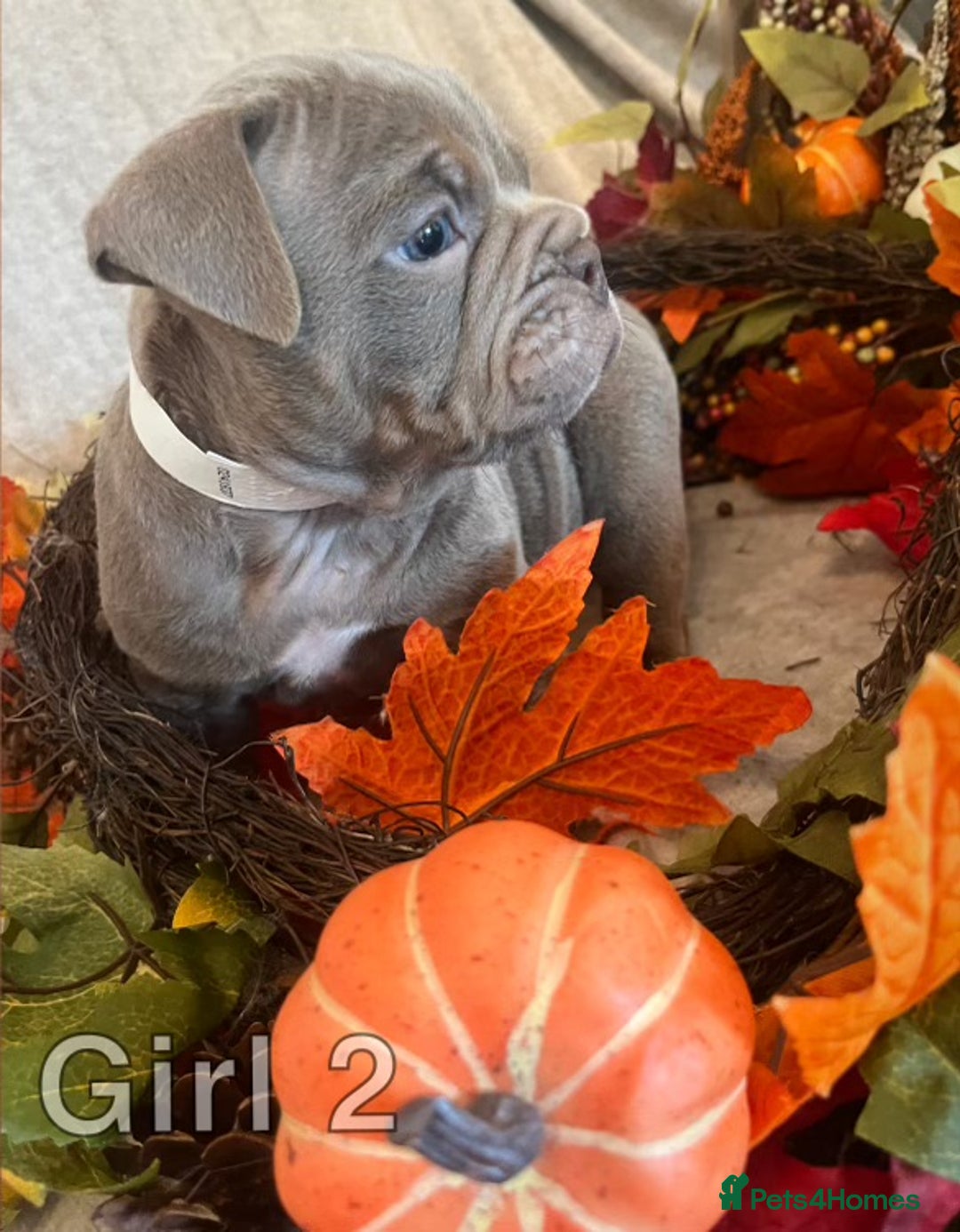 English Bulldog dogs for sale: Isabella and tri English bulldog puppy’s  - Image 9
