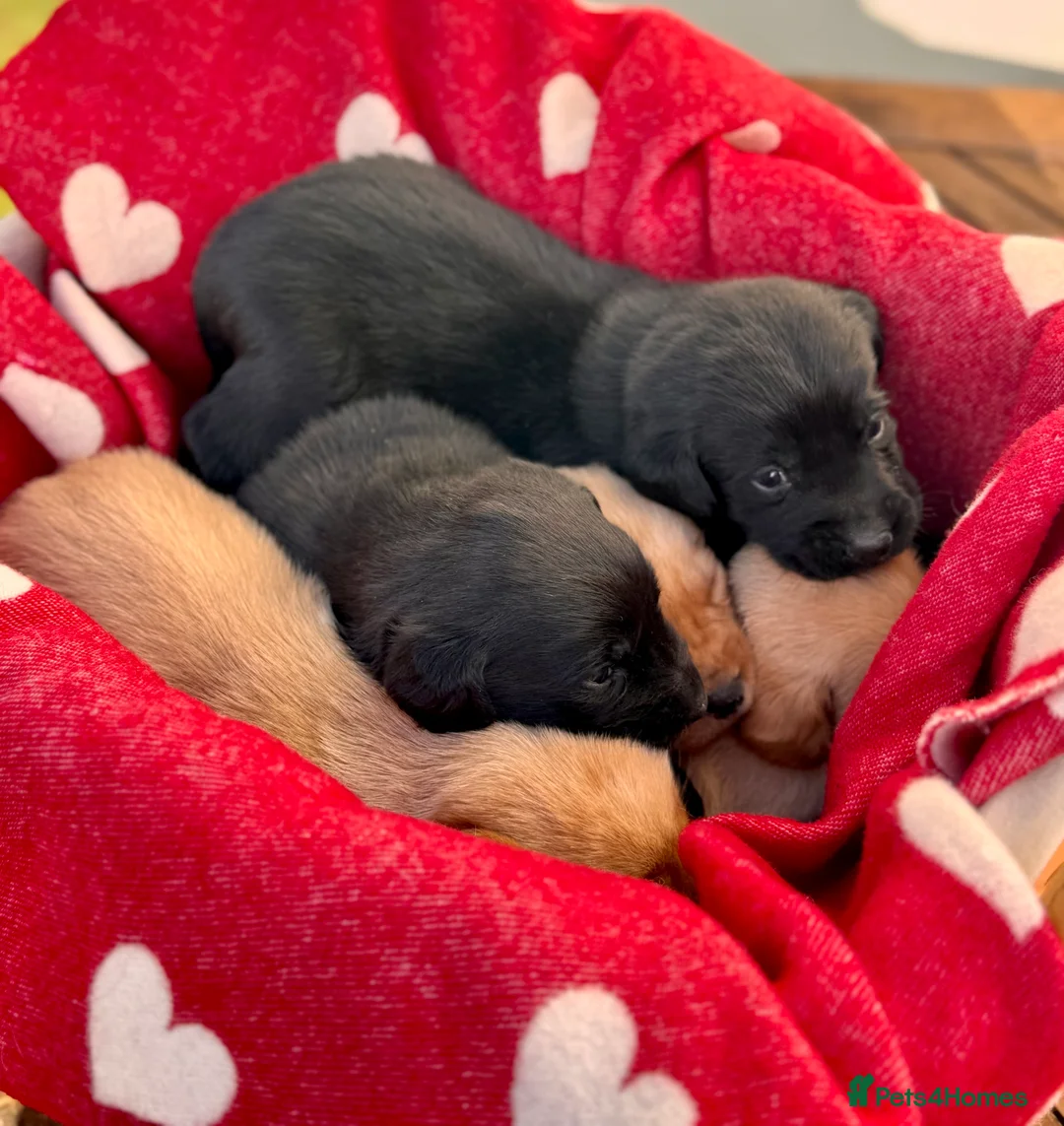 Labrador Retriever dogs for sale: Working Labrador Puppies - Advert 9