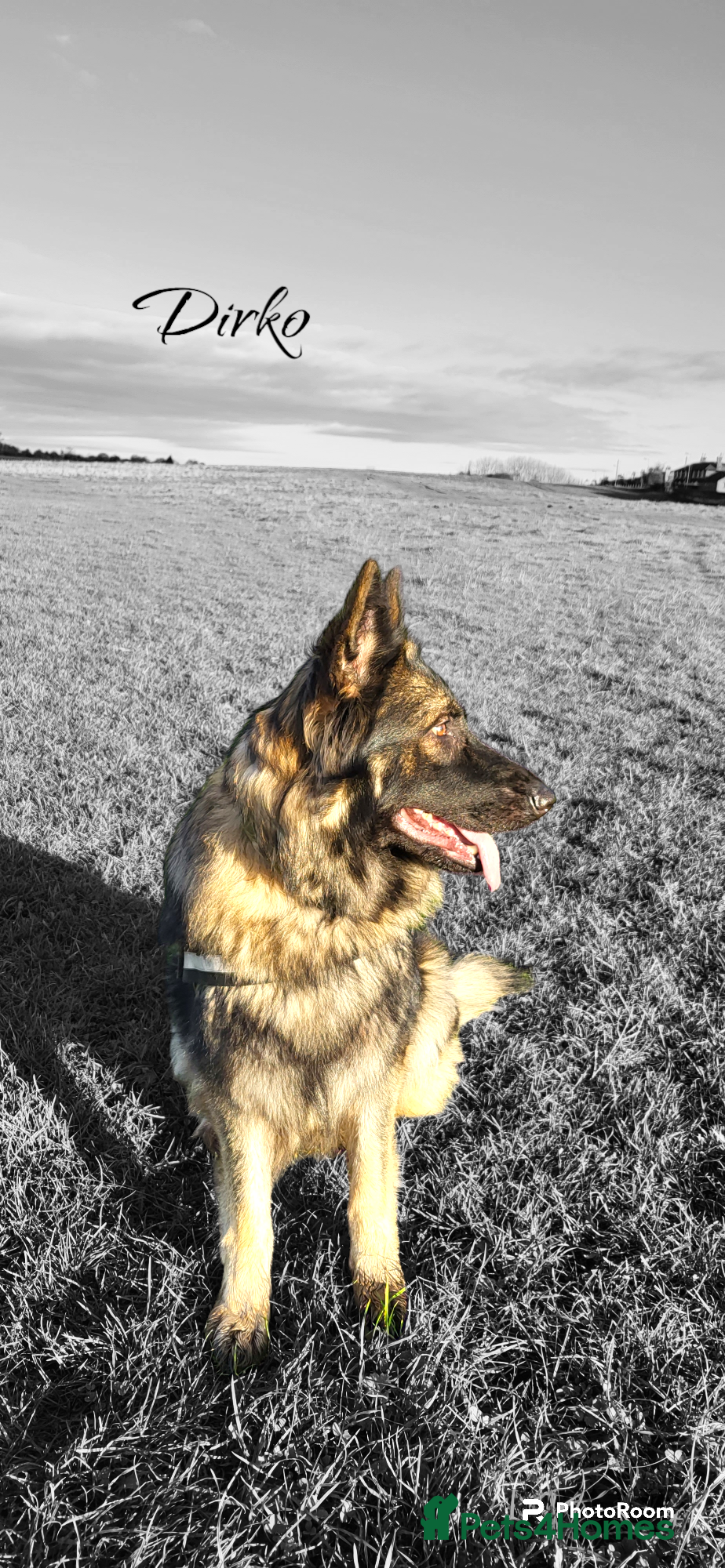 German Shepherd dogs Straight Back Long Hair GSD – Female - Advert 12