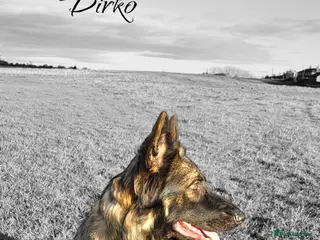 German Shepherd dogs Straight Back Long Hair GSD – Female - Advert 12