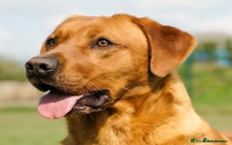 Labrador Retriever dogs for sale: Kc Registered Red labrador puppies  - Image 26