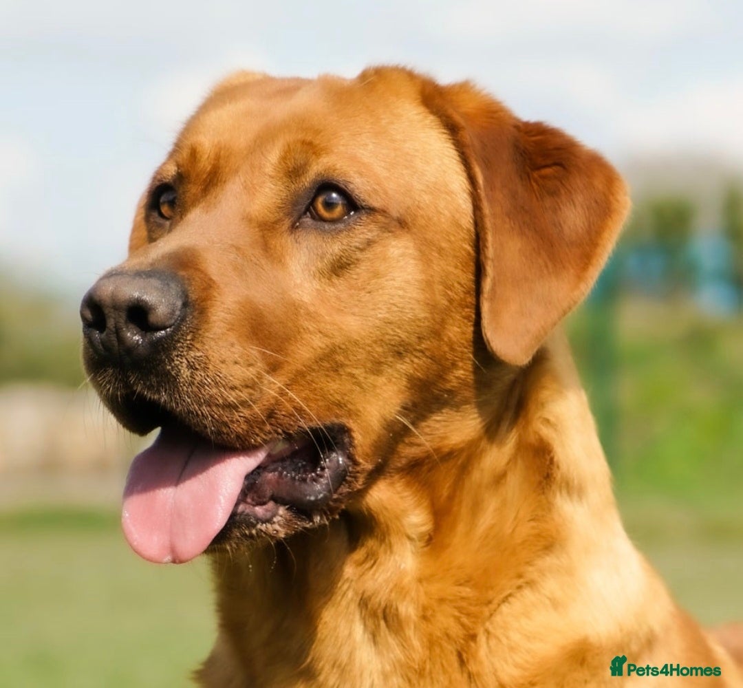 Labrador Retriever dogs for sale: Kc Registered Red labrador puppies  - Image 26